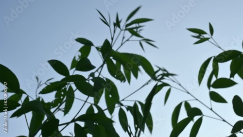 Pigeon pea plant. Pigeon pea plant in the field. Its other names Cajanus cajan, pigeonpea, red gram or tur. This is a perennial legume from the family Fabaceae.
 photo