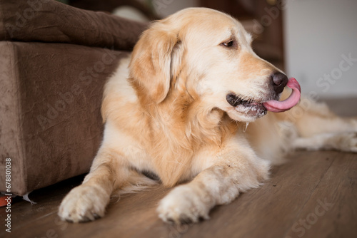Beautiful Golden retriever Dog portrait