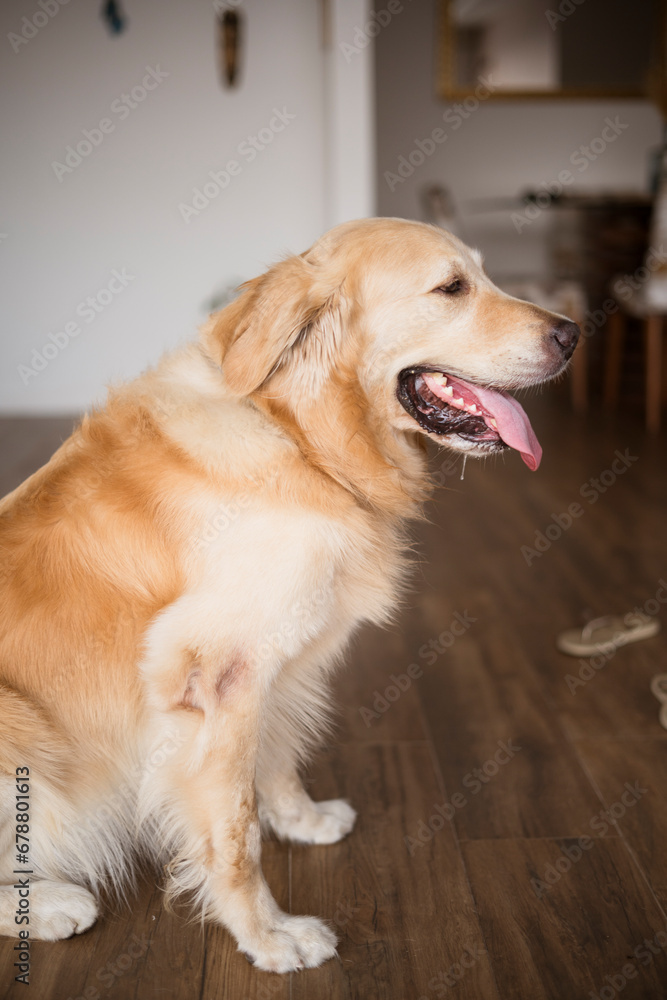 Beautiful Golden retriever Dog portrait Beautiful Golden retriever Dog portrait