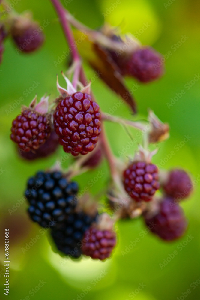 Ripe and unripe blackberries on the bush. Blackberries on the bush in various stages of ripeness. Ripe and unripe blackberries on the bush. Blackberries on the bush in various stages of ripeness.