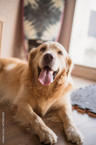 Beautiful Golden retriever Dog portrait