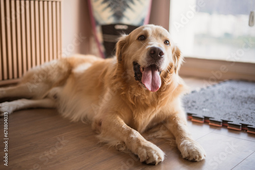 Beautiful Golden retriever Dog portrait