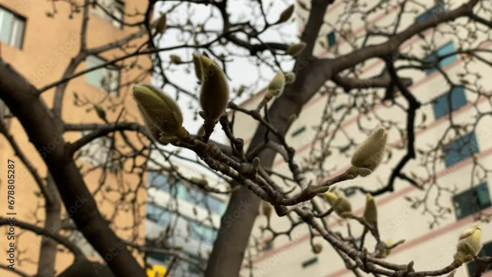 Magnolias and forsythia on the verge of blooming, signaling spring in the city center Magnolias and forsythia on the verge of blooming, signaling spring in the city center