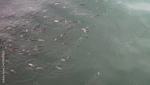 Group of fish swimming beneath the sea surface