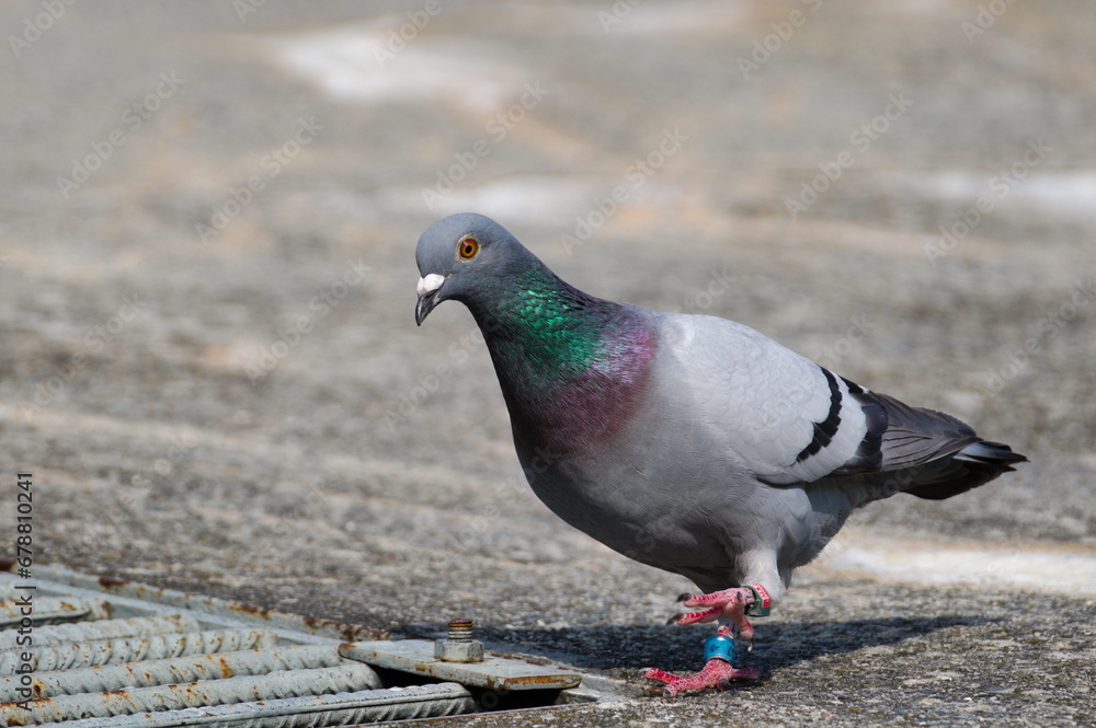 Fototapeta premium Lovely colorful bird curious Columba livia aka pigeon (rock or domestic). Pigeon is walking on the bank of Bečva river in Rožnov pod Radhoštěm.