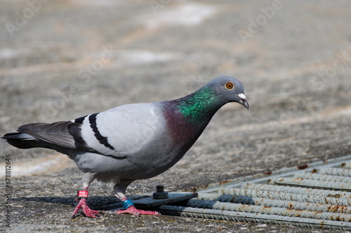 Portrait of lovely colorful curious Columba livia aka pigeon (rock or domestic). Pigeon is walking on the bank of Becva river in Roznov pod Radhostem. Marked by rings on both legs.	