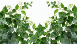 green leaves nature frame border of devil s ivy or golden pothos the tropical foliage plant on white background