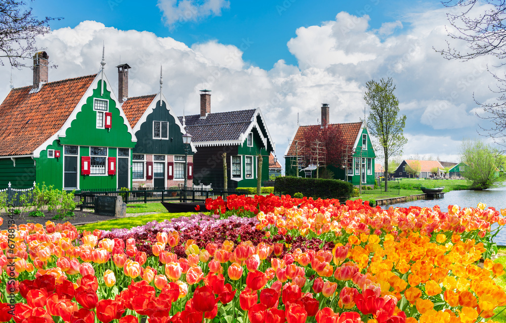 rural dutch scenery of small traditional houses in Zaanse Schans with tulips, Netherlands