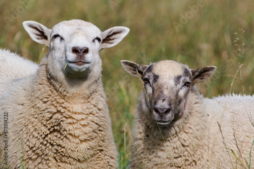 Laughing sheep. Domestic sheep couple close-up portrait on the pasture. Funny animal photo. Small farm in Czech republic countryside. Sunny day in early Autumn. photo