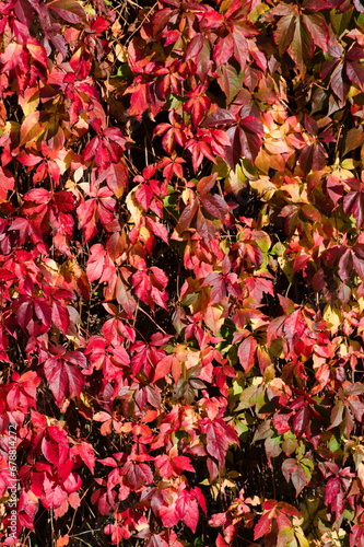 Autumn foliage mood photo. Fence overgrown with bush with colorful leaves. Czech republic nature.