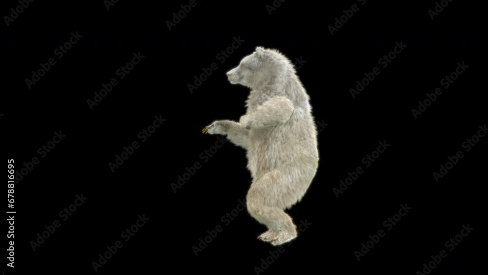 Bear Dancing CG fur 3d rendering animal realistic composition 3d mapping cartoon, Animation Loop, Included in the end of the clip with Luma matte. Bear Dancing CG fur 3d rendering animal realistic composition 3d mapping cartoon, Animation Loop, Included in the end of the clip with Luma matte.