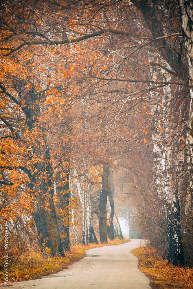 Krajobraz, jesienna aleja wśród drzew, Polska