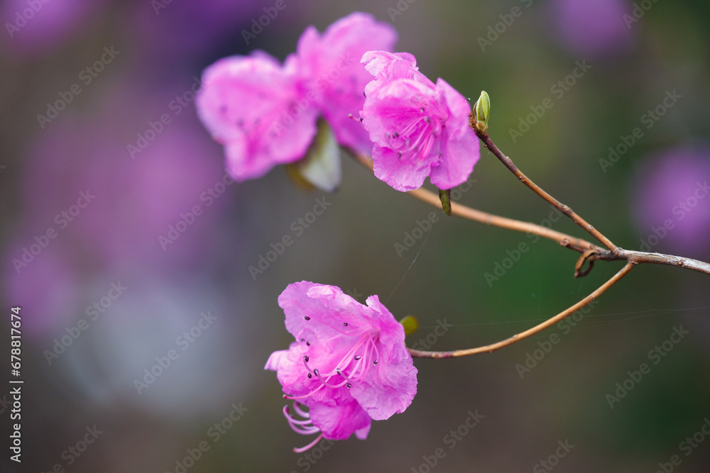 Close-up of a flowering branch of pink azalea in the spring. Azalea garden close-up. Pink rhododendron flower. Close-up of a flowering branch of pink azalea in the spring. Azalea garden close-up. Pink rhododendron flower.