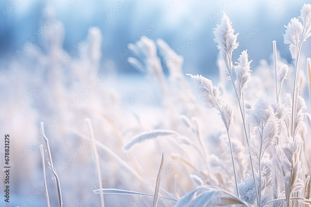 Winter atmospheric landscape with frost-covered dry plants during snowfall. Winter Christmas background - obrazy, fototapety, plakaty 