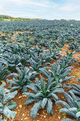 Φωτογραφία Some type of brassica (kale ?) growing in a field near the Cotswold village of B