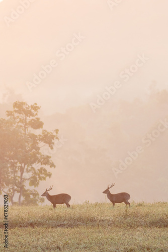 Deer in the morning mist at Khao Yai National Park, Thailand