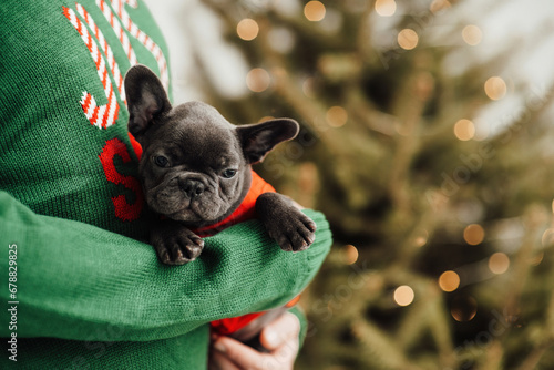 Funny gray puppy french bulldog on hands dressed Xmas clothing at home holiday setting photo