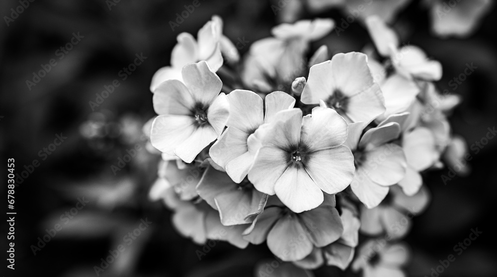 czarno - białe kwiaty - obrazy, fototapety, plakaty 