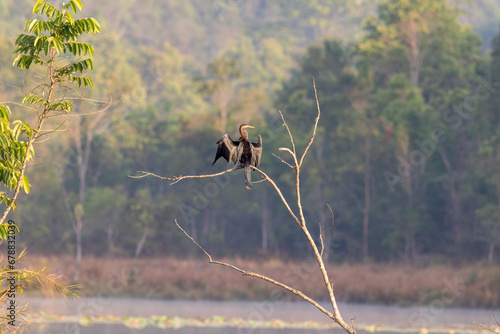 Great Cormorant on a branch in the wild, Thailand. © wannasak