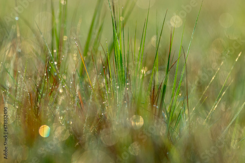 Green grass with dew drops close up. Abstract natural background.