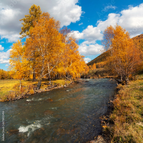 Colorful autumn landscape with golden leaves on trees turquoise stormy mountain river in sunshine. Bright scenery with mountain river and yellow trees in autumn colors in fall time.