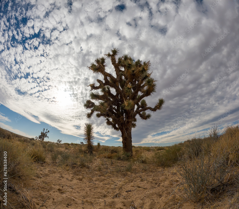Joshua Tree in the Mojave Desert Joshua Tree in the Mojave Desert