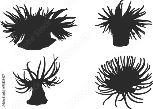 Sea anemone silhouette,  Sea anemone vector illustration, Sea anemone svg, Sea anemone clipart.