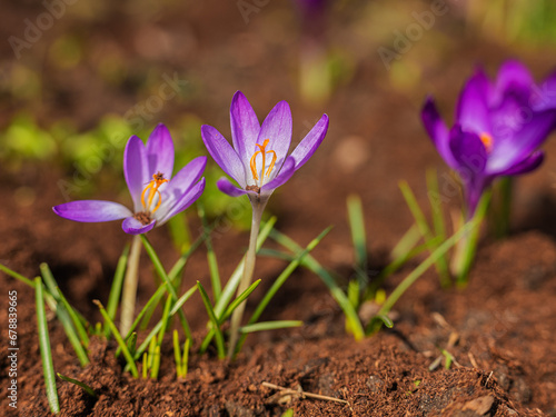 Mixed colorful flowers Nature background