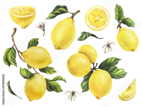 Lemons are yellow, juicy, ripe with green leaves, flower buds on the branches, whole and slices. Watercolor, hand drawn botanical illustration. Set of isolated objects on a white background.