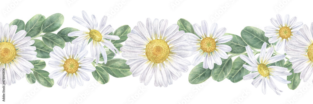 Chamomile Flower seamless Border. Watercolor botanical illustration of Daisy. Hand drawn white chamomilla on isolated background. Marguerite bouquet drawing. Painting of floral herb - obrazy, fototapety, plakaty 