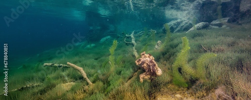 Fototapeta Naklejka Na Ścianę i Meble -  Underwater Scene in a lake. British Columbia, Canada