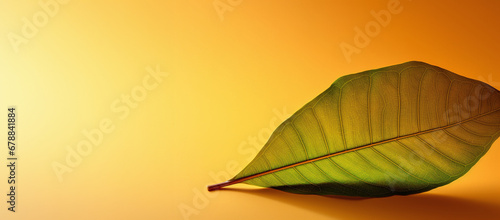 Green leaf on a solid orange background with space for text