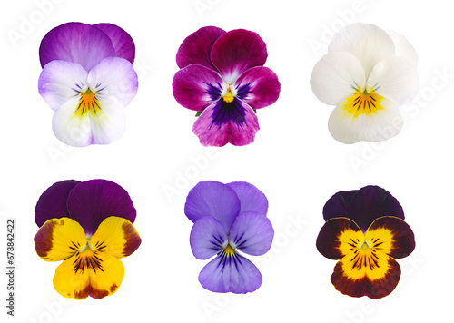 Fleurs de Viola cornuta de différentes couleurs photo