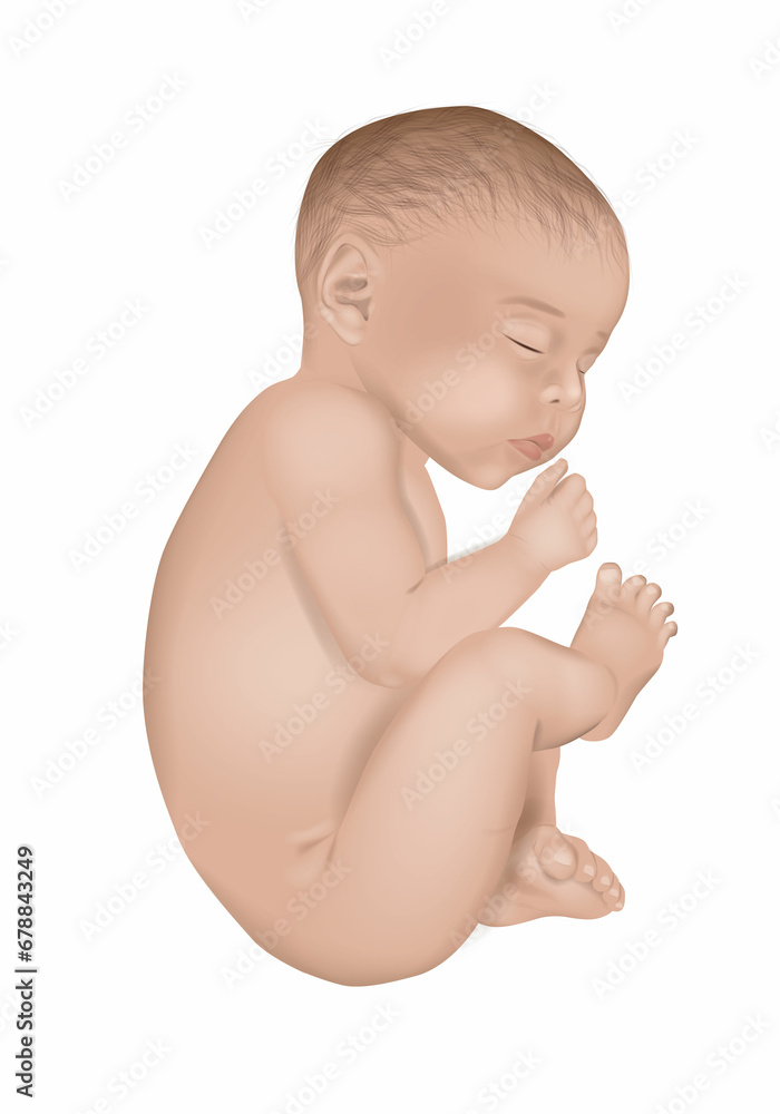 Realistic vector illustration of a newborn little baby in white background. Sleeping baby Realistic vector illustration of a newborn little baby in white background. Sleeping baby