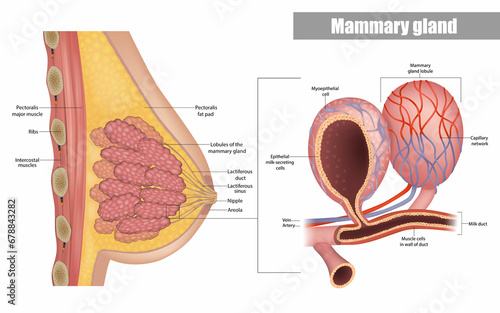 Anatomy of the female breast side view. Structure of the Milk ducts and Lobules of the mammary gland. Mammary Alveoli and Myoepithelial cell. photo