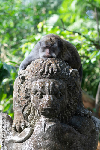 Macaques in monkey park in Ubud, Bali, Indonesia