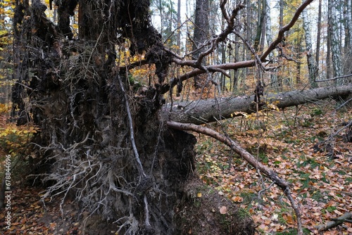 Roots of a fallen pine in the forest