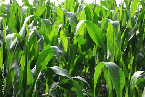 Corn crop on the farm 