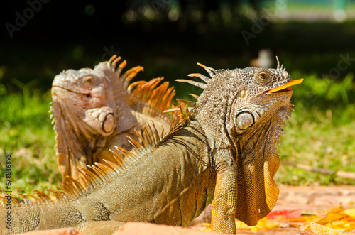 Close up of iguana on green grass lawn eating fruits