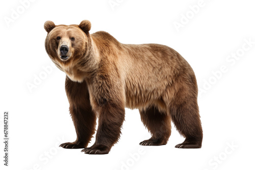 A bear isolated on a transparent background. © tong2530