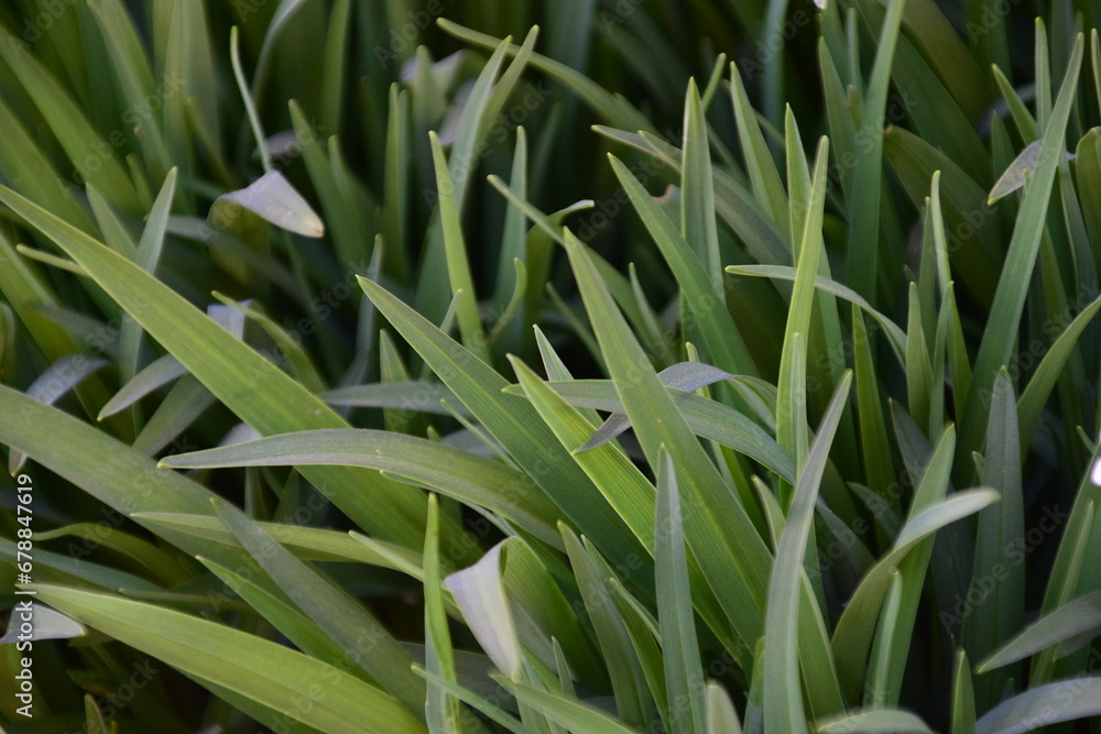 Obraz premium Pflanze