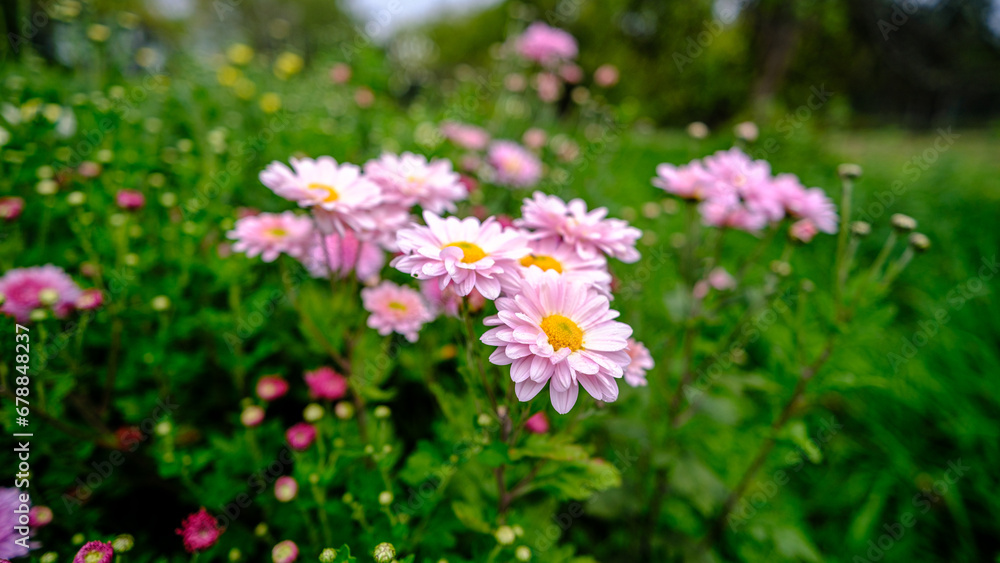 Delicate chrysanthemums bloom in late autumn. Late garden flowers in autumn Delicate chrysanthemums bloom in late autumn. Late garden flowers in autumn