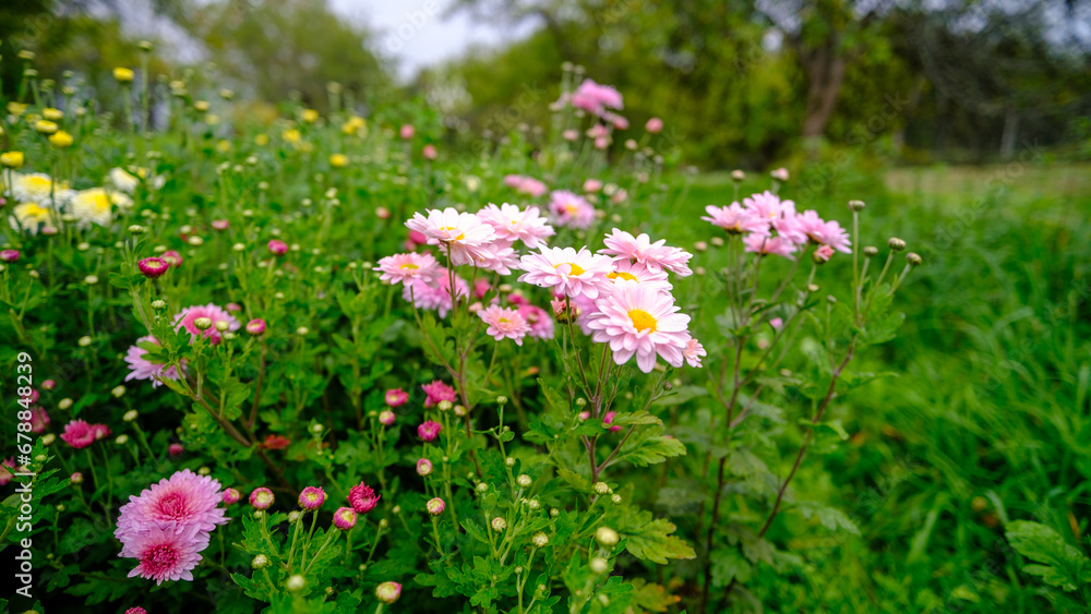 Delicate chrysanthemums bloom in late autumn. Late garden flowers in autumn