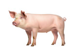 A pig isolated on a transparent background.