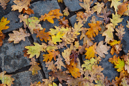 Photography Carpet of oak leaves in autumn on paving stones