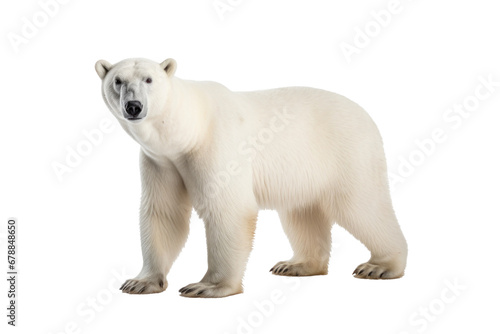 A polar bear isolated on a transparent background.