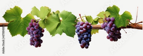 Wallpaper Mural Translucent Vignette: Grapevines Gracefully Captured in Isolation, Offering an Elegant and Organic Element on a Transparent Canvas Torontodigital.ca