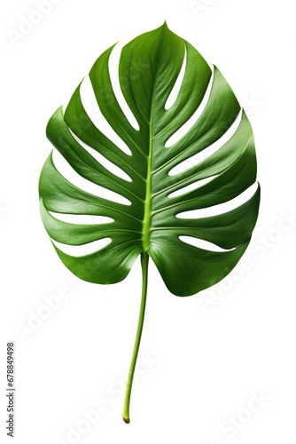 Beautiful monstera leaf isolated on a transparent background.