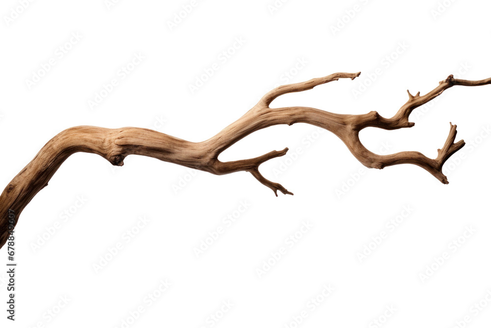 Dry tree branch isolated on transparent background.