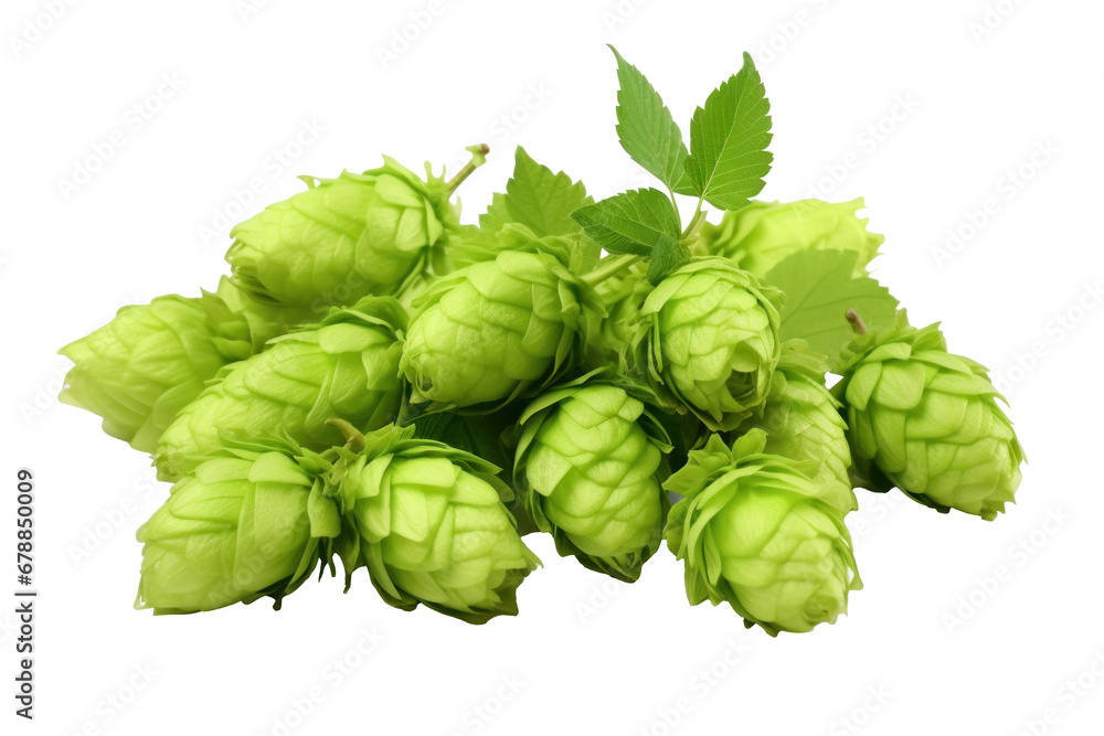 Green hops isolated on transparent background. Green hops isolated on transparent background.